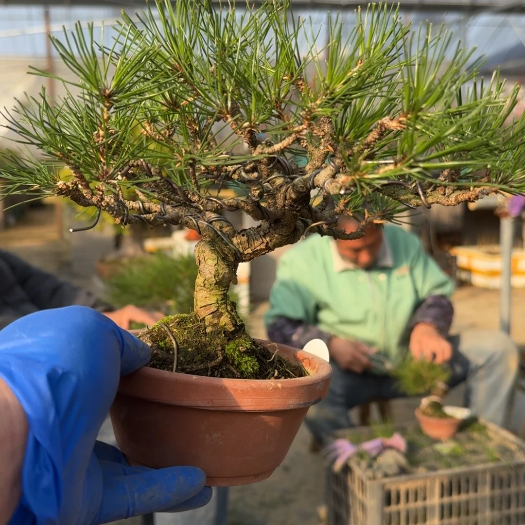 挡***i无花朵955顺丰到付不包邮松