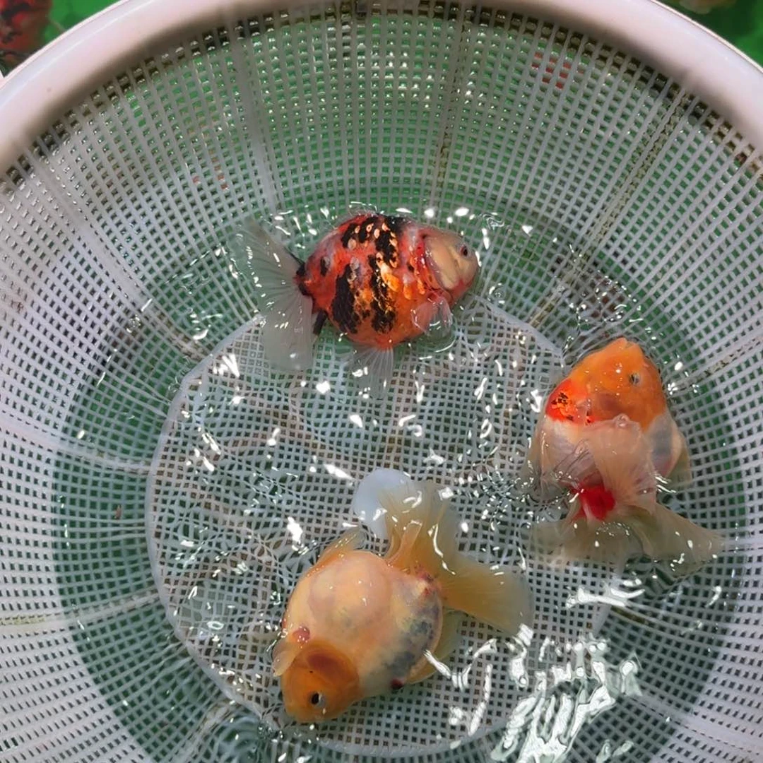 金鱼亚成短尾将军狮子