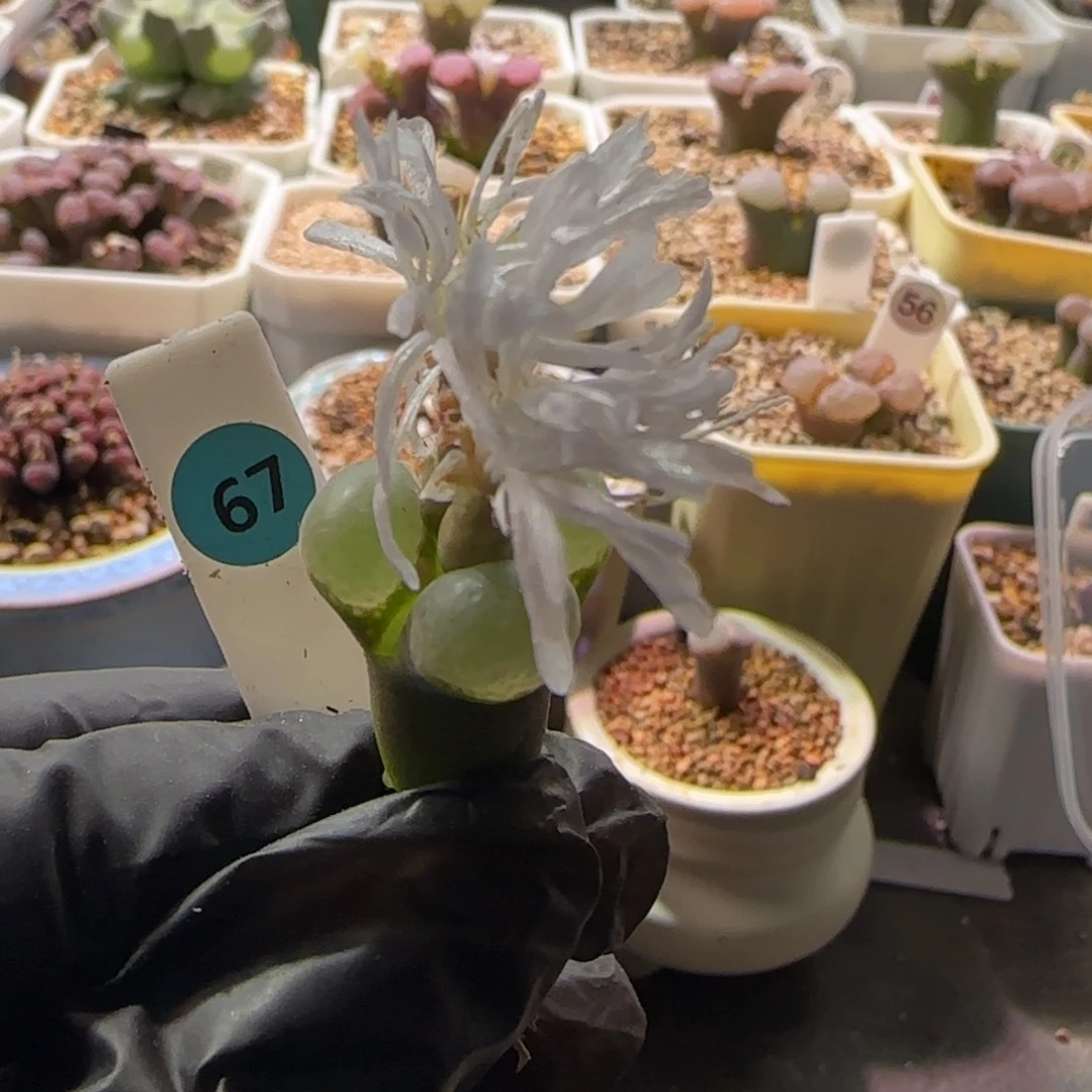 漂亮风铃玉。  喜欢的自己搂～67