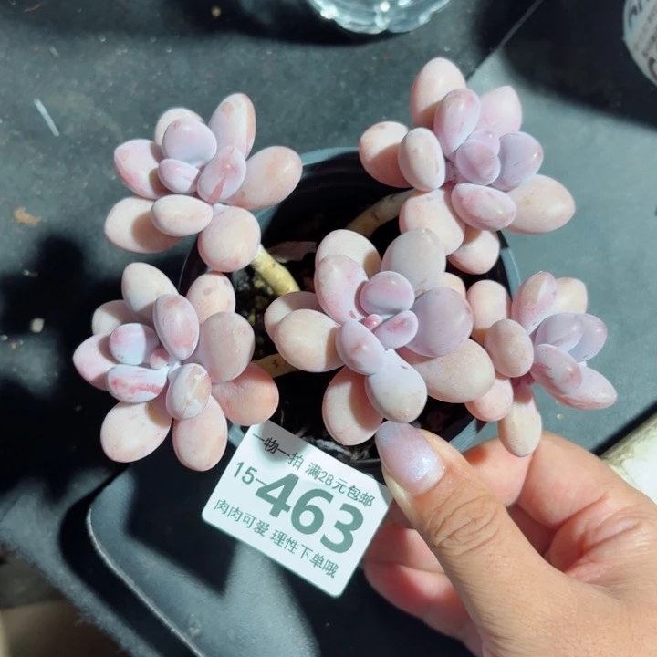 桃蛋无盆土发货多肉多
