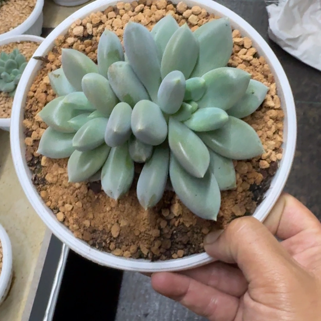 黄胖体 哥体 双头 一物一拍