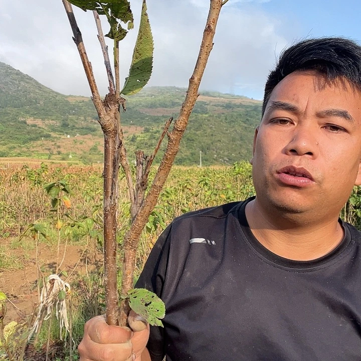 当前无花栽培后可以开花256