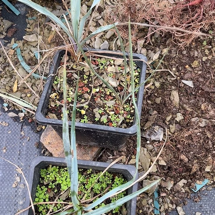 用***93567990099999999998999