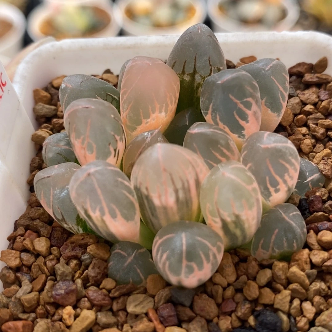 197糊斑灵犀玉露锦一物一拍