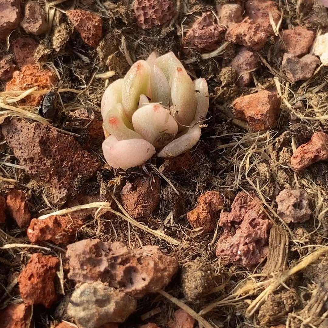 1287月亮锦多肉植物哇啦塞哇啦塞