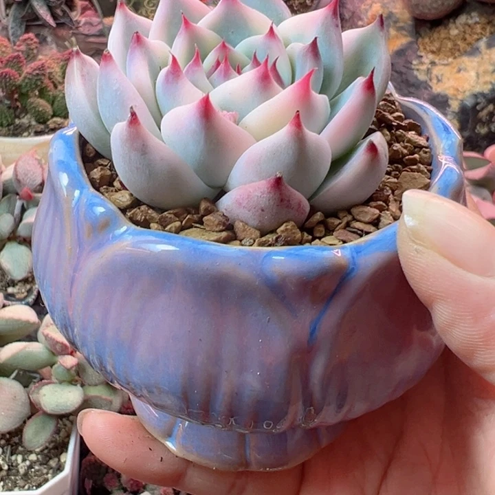 恭喜发财感谢支持