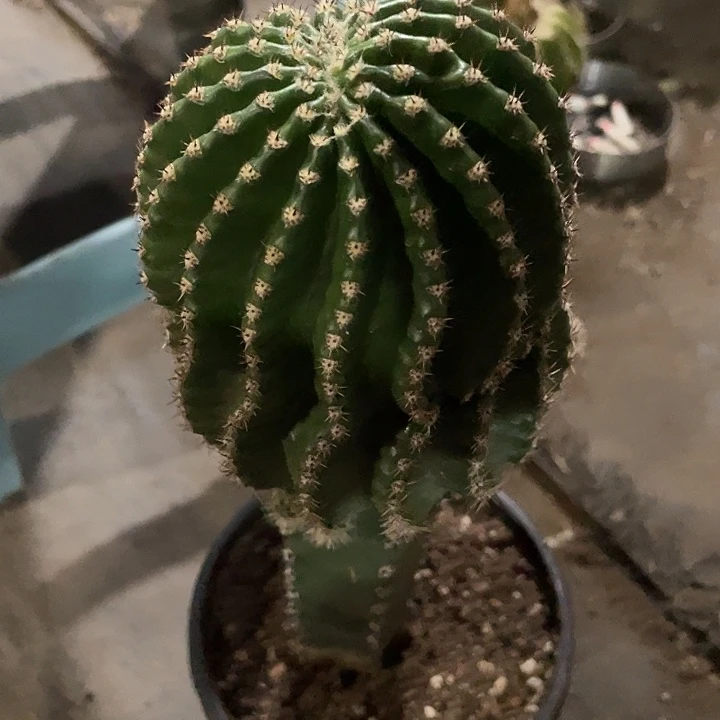 明***年嘟嘟38号8加秀蒲嫁接