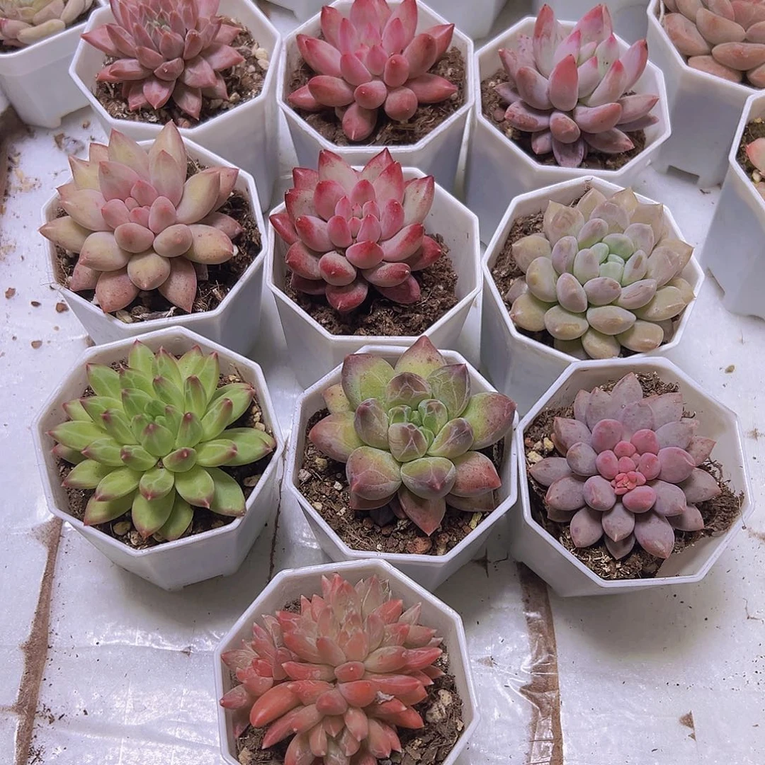 单头重楼组合10盆