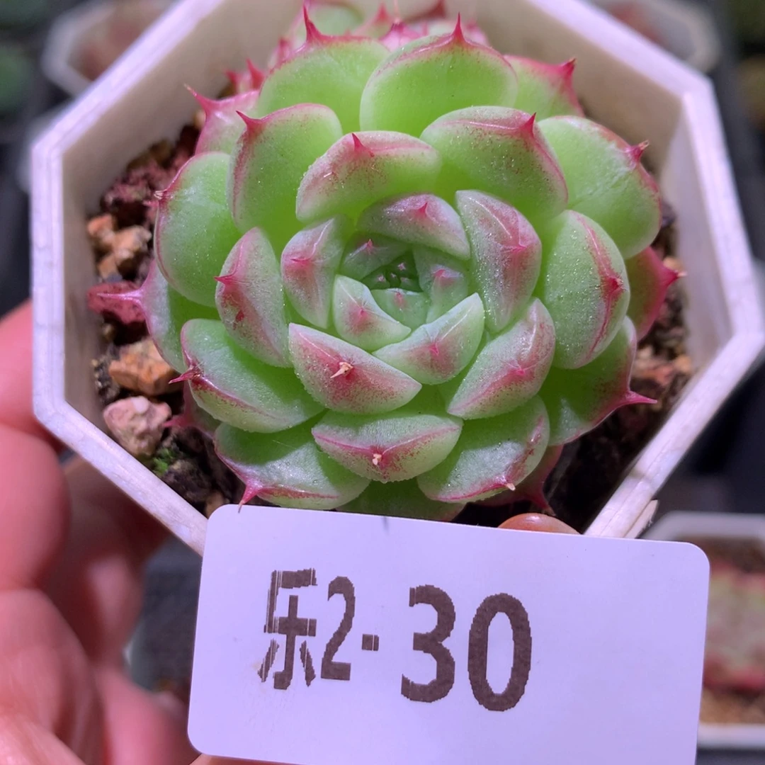 乐然 2-30 海王双头