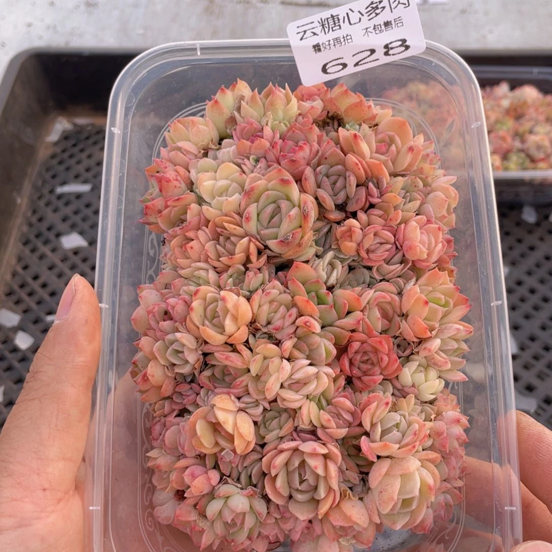 云糖心多肉植物628