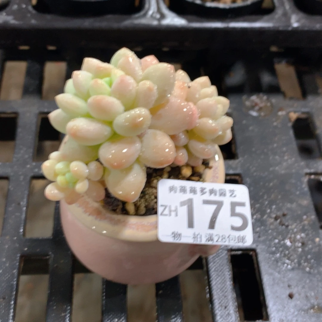 肉萌萌拇指盆精控多肉ZH175