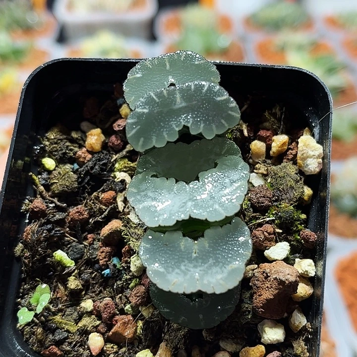 十二卷多肉白熊玉扇