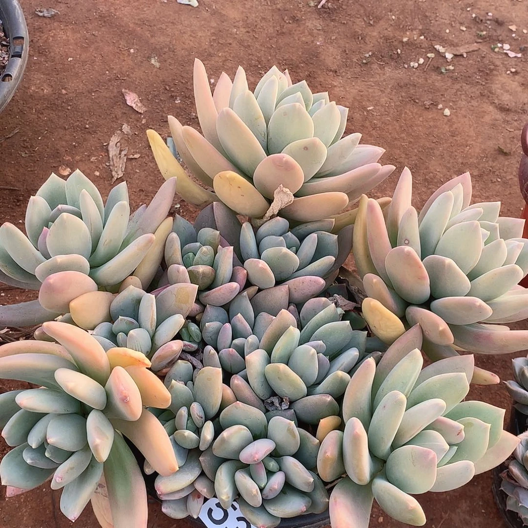 539海洋之星一物一拍多肉
