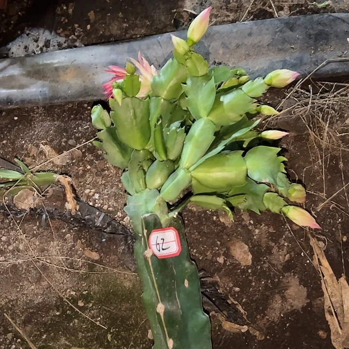 D****，，62号带盆082花卉大王