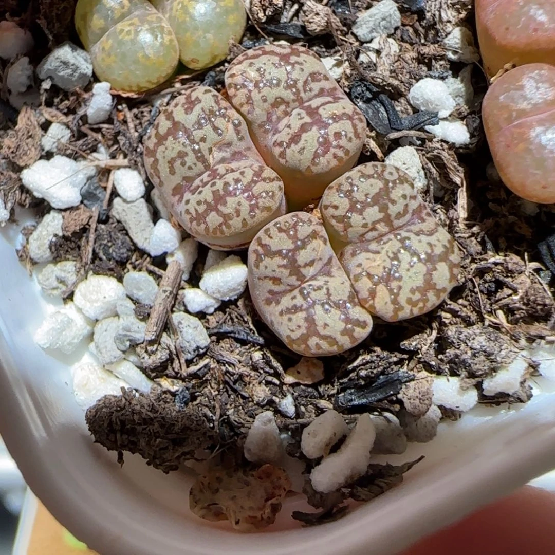 微木园艺多肉-流线纹鸟1730