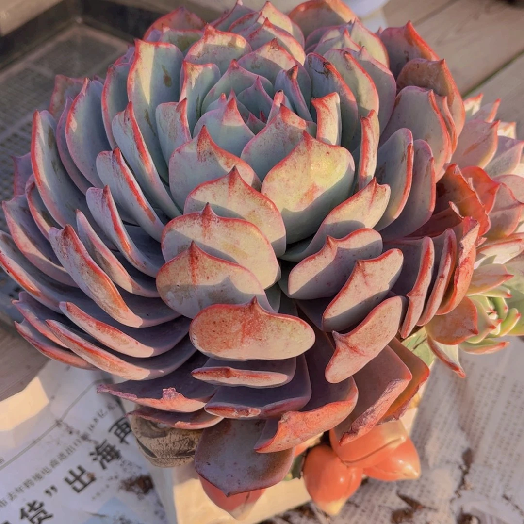 多肉植物多肉植物