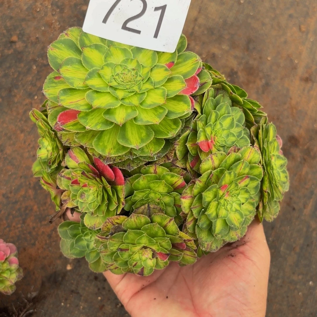 721多肉植物知否福利