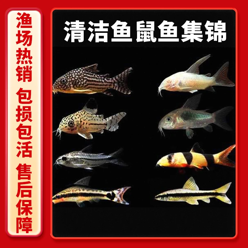 [水族]鼠鱼集锦金苔鼠胡子底栖鱼除藻清洁工具鱼热带观赏鱼