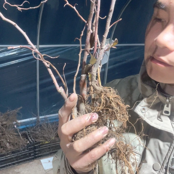 原生复色雲竜海棠花苗一颗