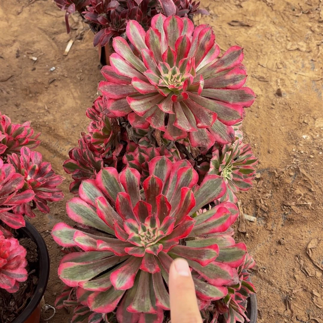 红铜壶超白锦9.9木质老桩