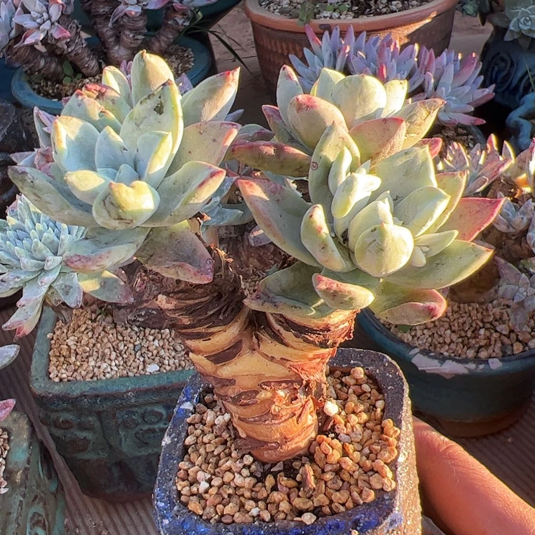 5190流丹白豪苹果叶