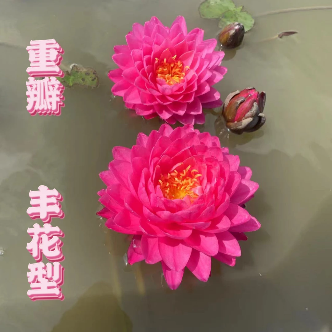 大型【鸽子血】耐寒对版睡莲带花苞池塘睡莲花庭院水池水培植物