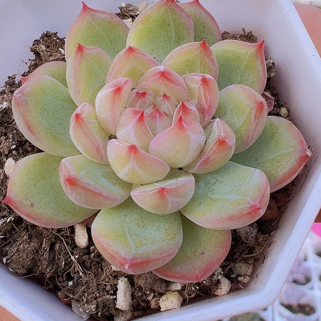 雪花珍妮19包邮多肉