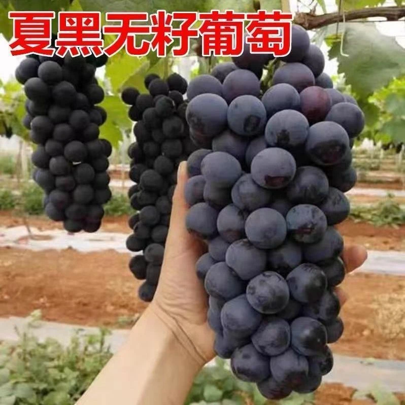 葡萄苗特大夏黑无核葡萄树曲南北方种植盆栽地栽无籽葡萄当年结果