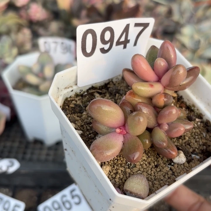 多肉植物满18包邮当场凑单