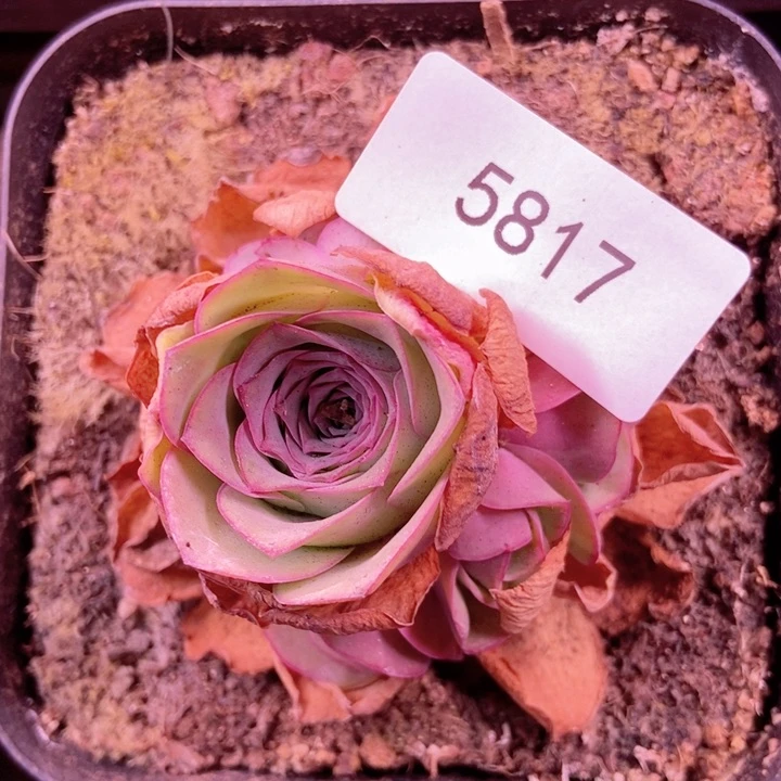 青*5817山地玫瑰花群