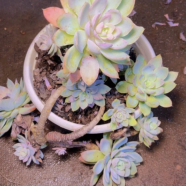 是的是你在哪里了吗亲爱