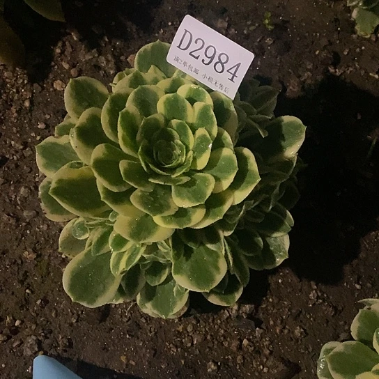 2984迈巴赫多肉法师锦