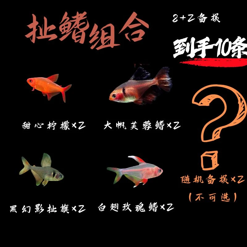 扯旗系列热带灯科观赏鱼合集活体鱼