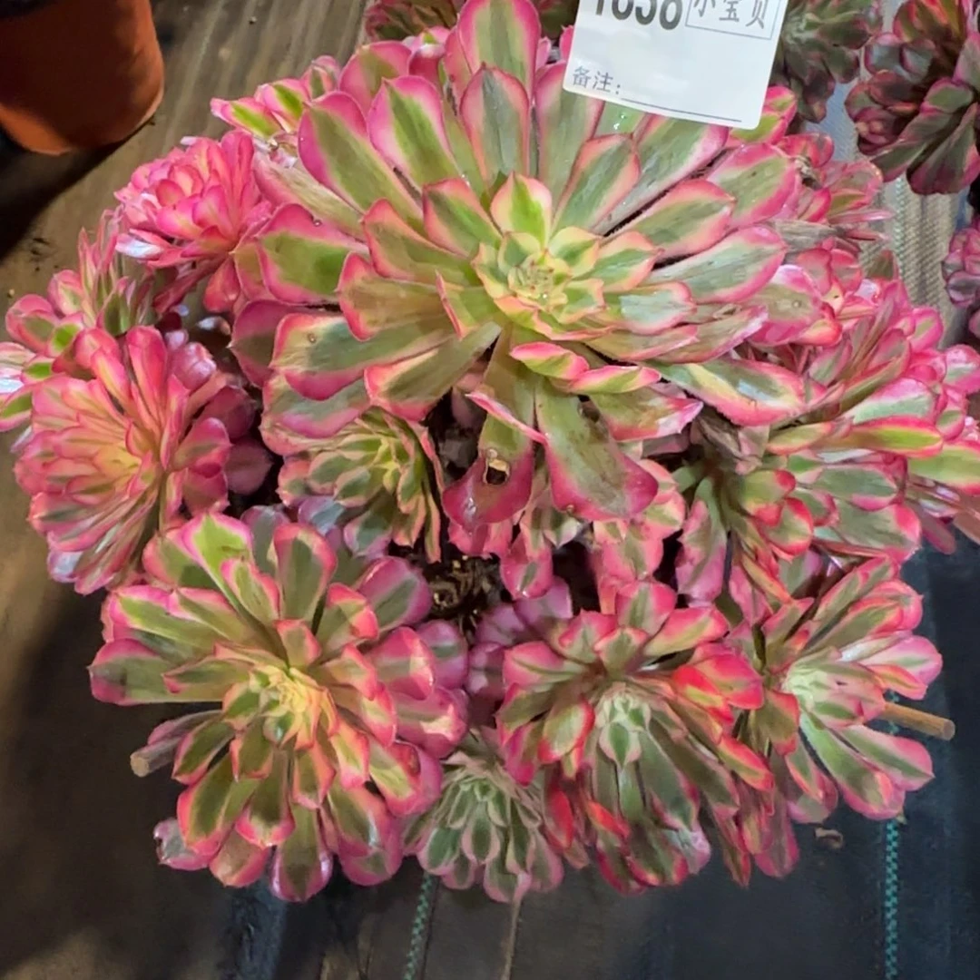 琳****1838多肉红铜白多肉