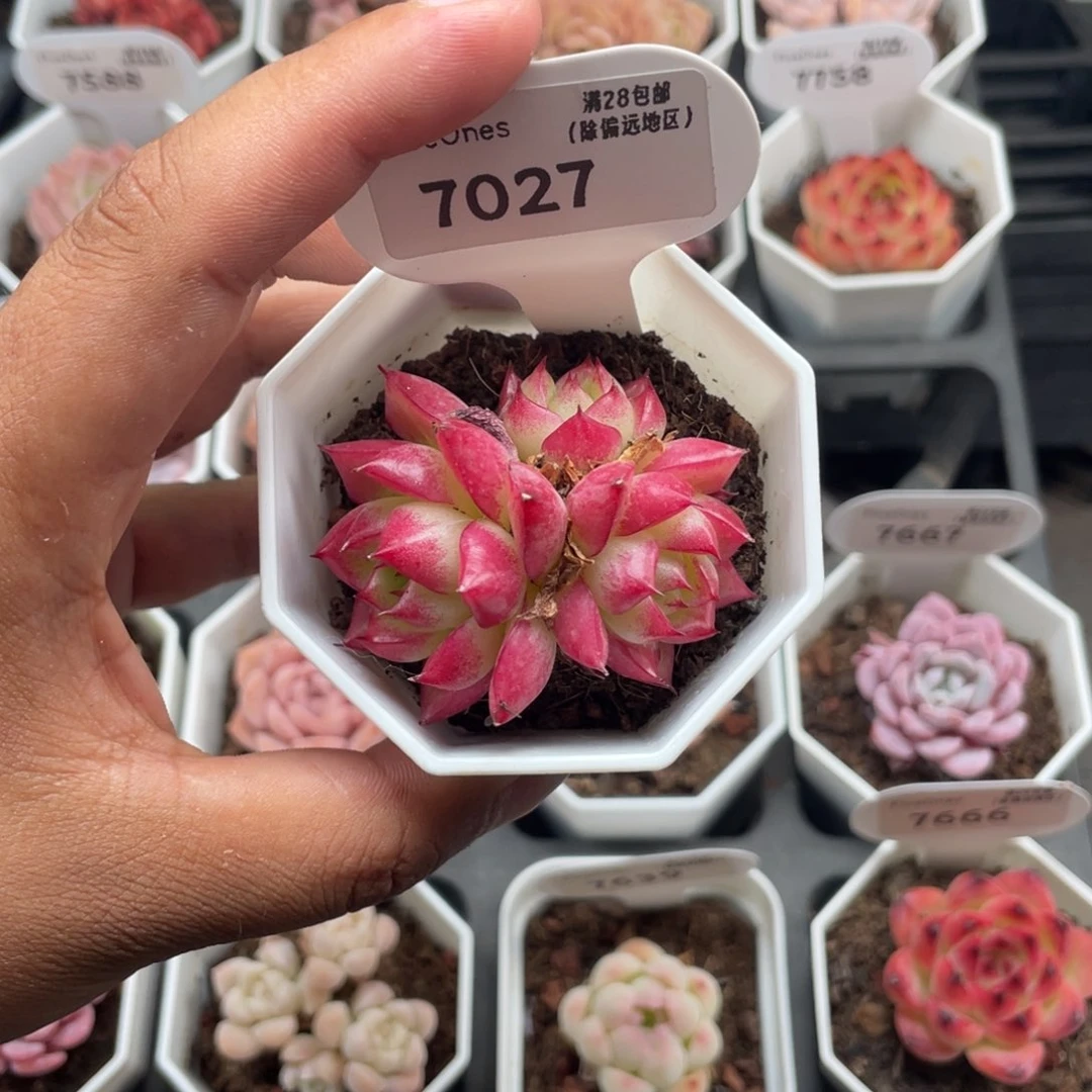 7027梦幻女王4.5厘米