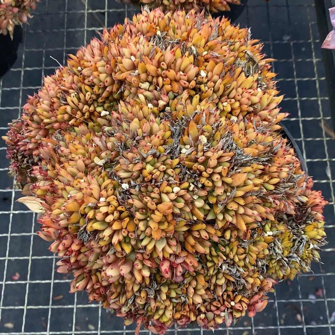 团。虎鲸缀。福利多多