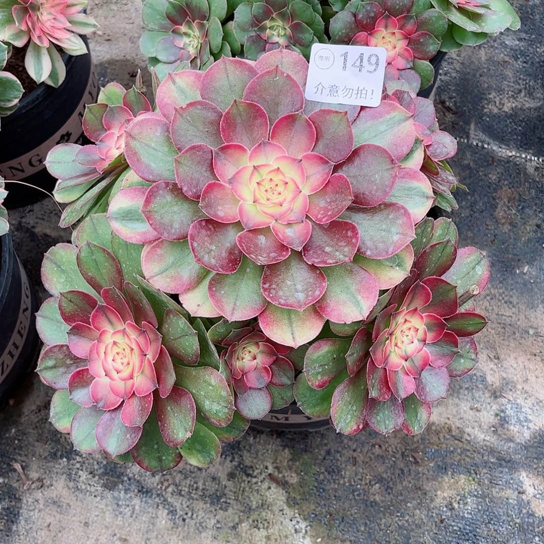 无花朵拂*多肉植物149荔枝