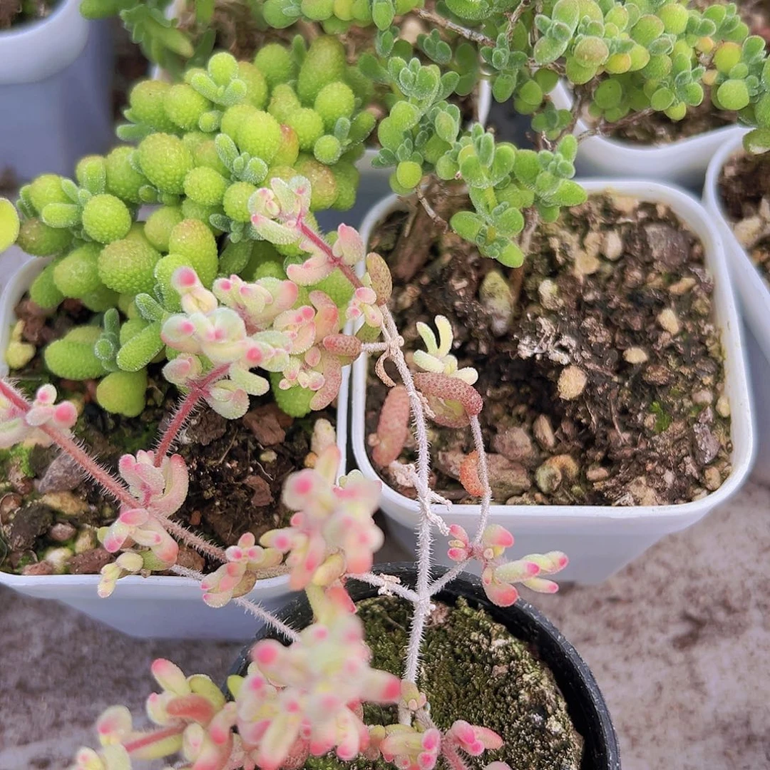 红宝石锦翡翠莱斯3盆19包邮