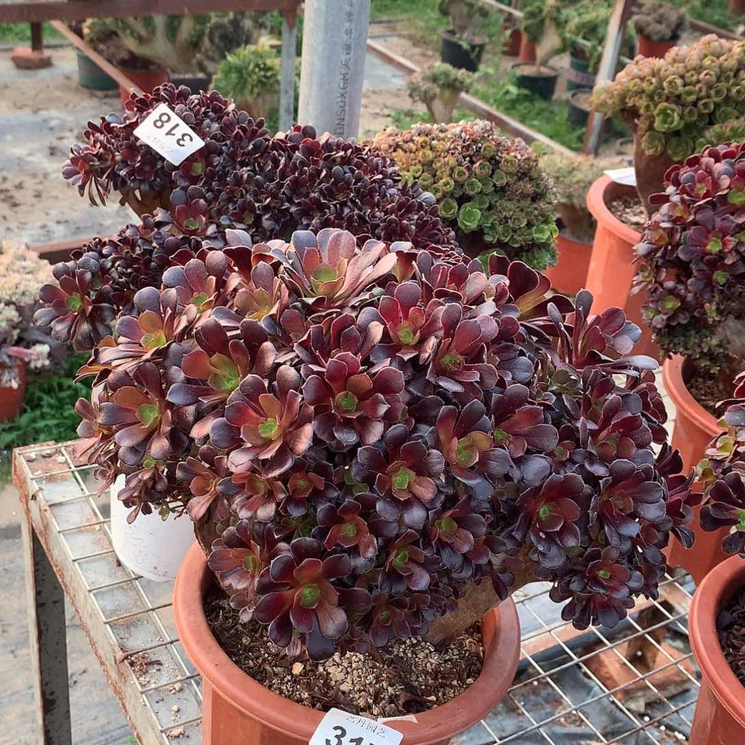 317318两颗欧紫缀化的一