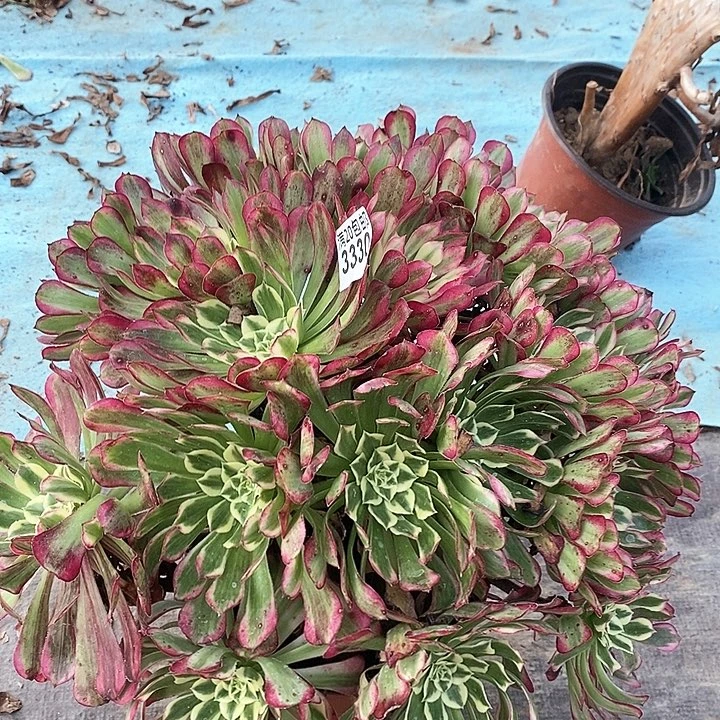 3330 一颗水木年华法师