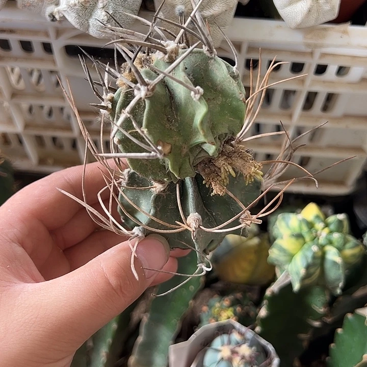 无***主大凤玉仙人球两个