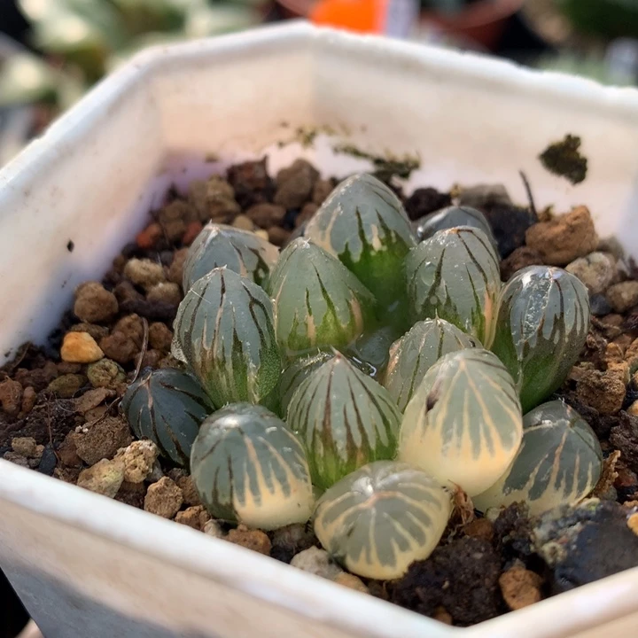 龙爪玉露锦，带盆发货