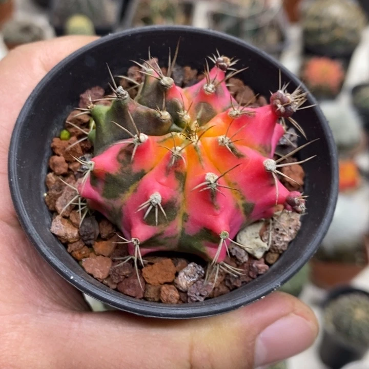 花蝴蝶牡丹锦特价福利