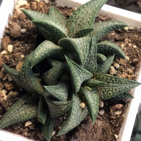 锦带桥群带盆发货哈哈哈