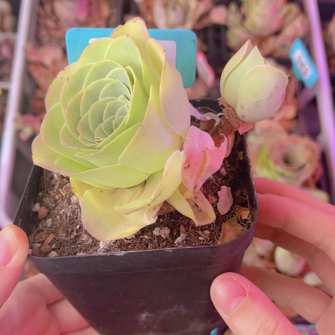 单品一物一拍283号