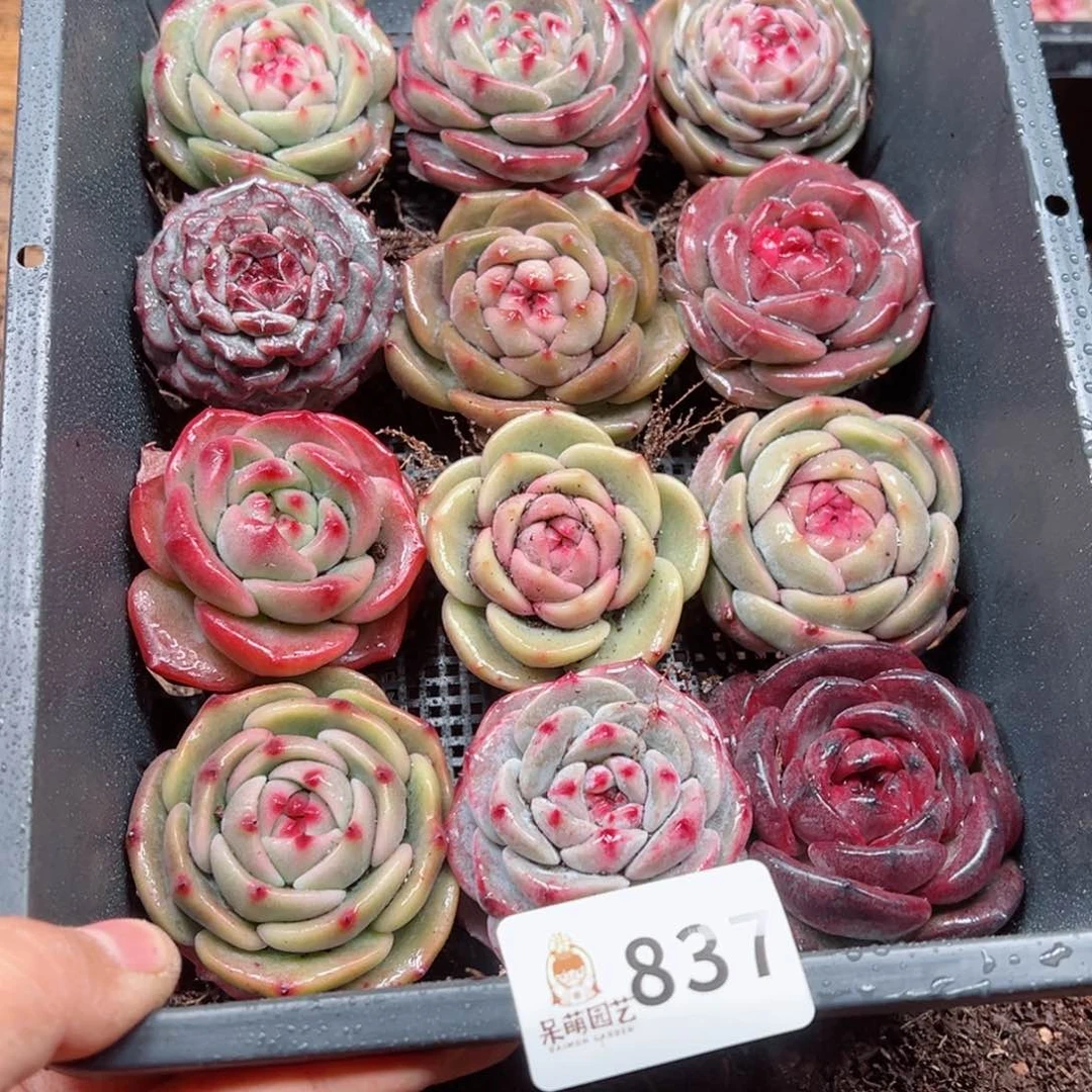 M****o多肉植物多肉植物
