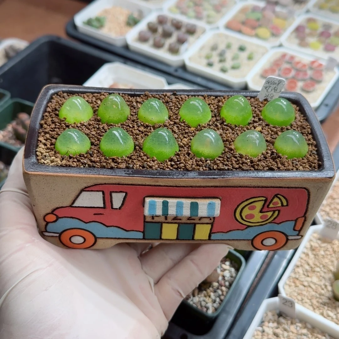 鲸***喜1025-065连盆带花