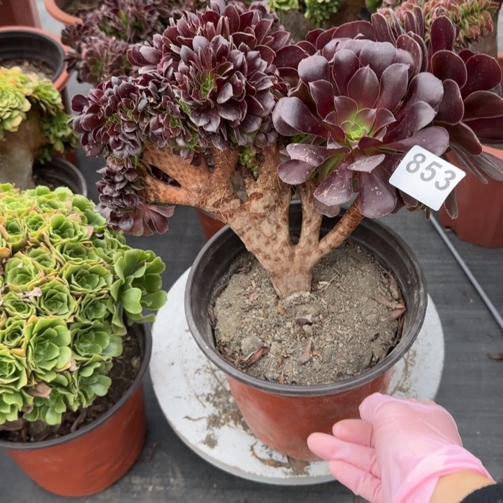 多肉植物欧紫缀853