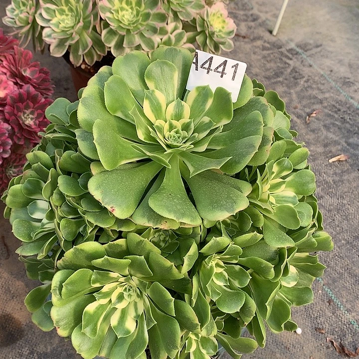 云***飘441.辛尼亚多肉植物