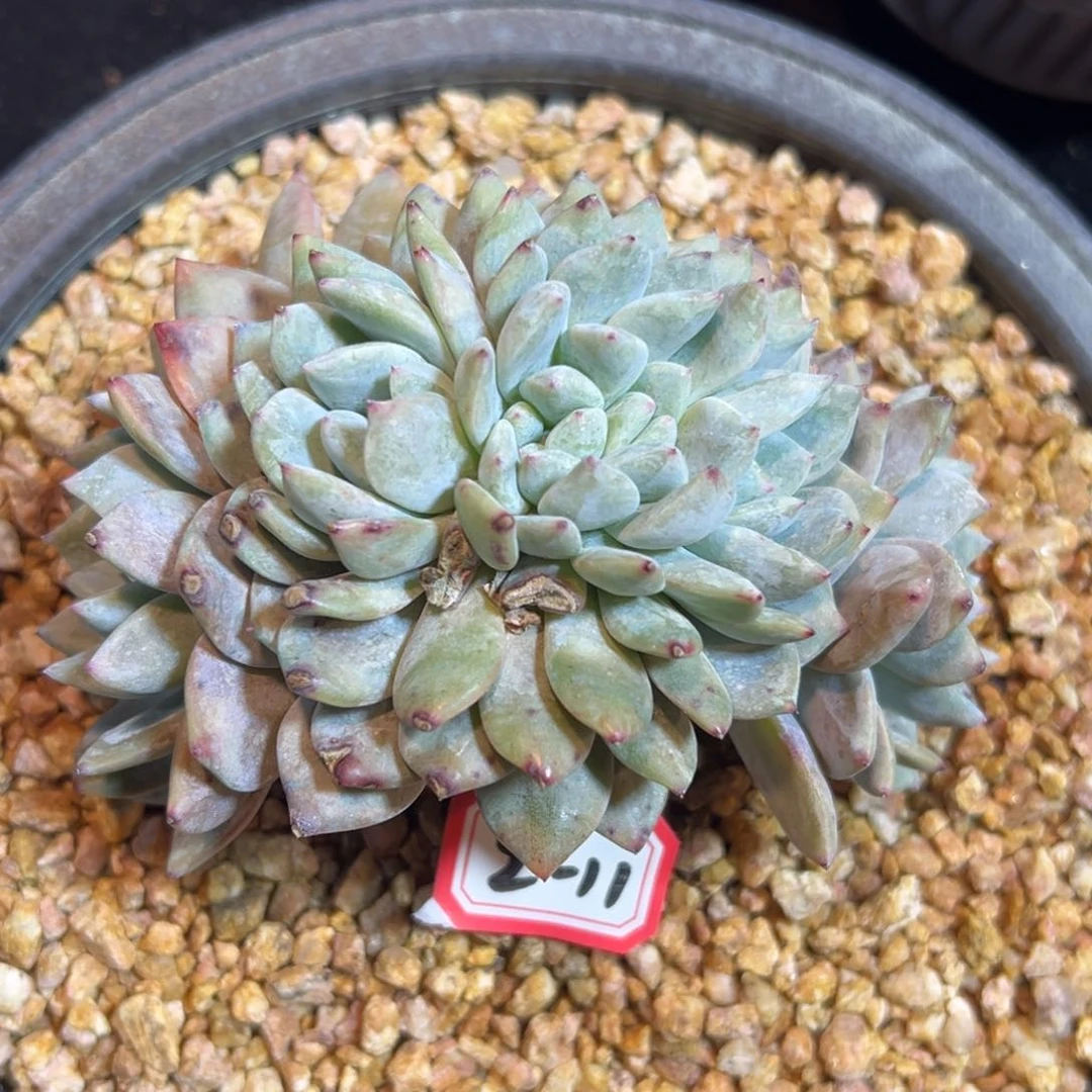 新年快乐 新年快乐